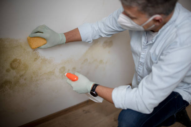 Mold Removal Process in Whitmire, SC