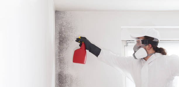 Best Certified Mold Removal  in Whitmire, SC