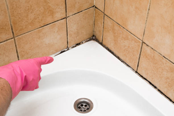 Best Commercial Mold Removal  in Whitmire, SC